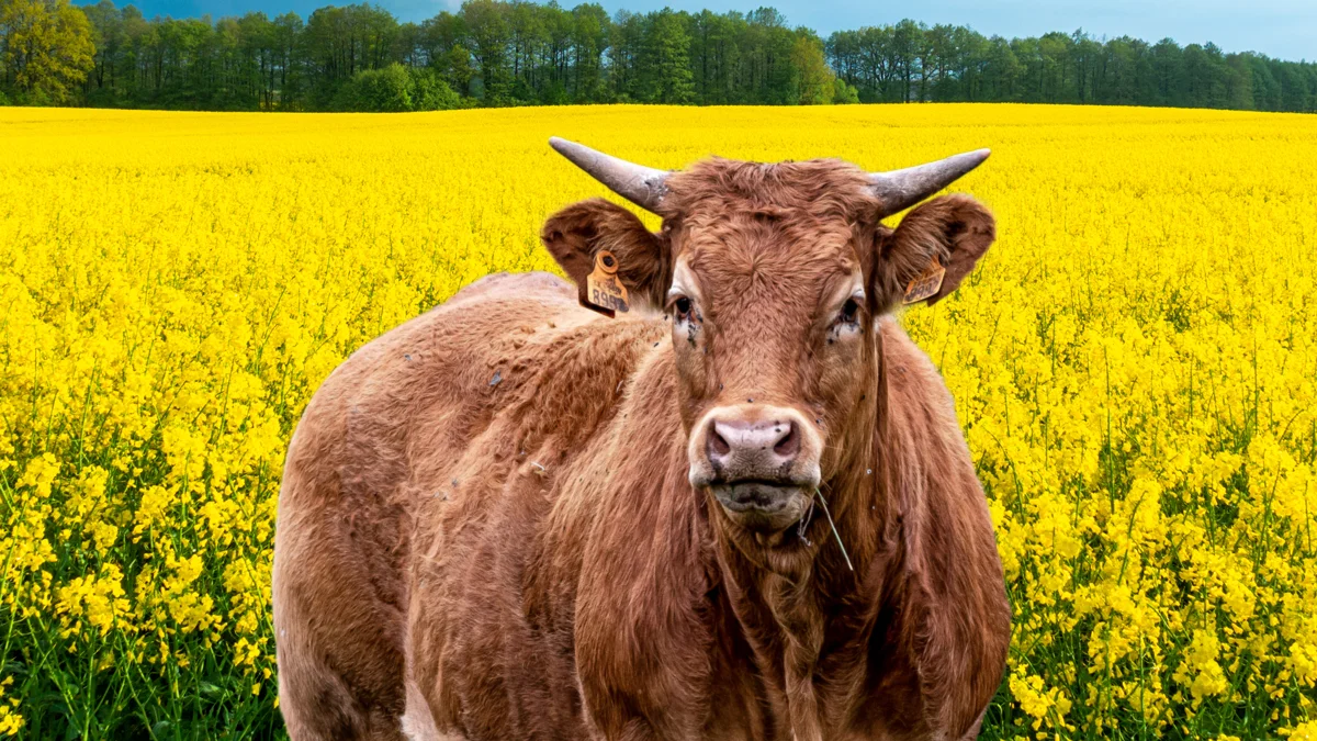 Rolnik szczęśliwy - odzyskał byka. Znalazca szczęśliwy - dostał 2 tysiące. Byk ze Strumian - cały. Czy zdrowy? - Zdjęcie główne