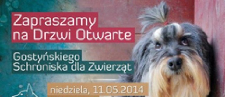 Gostyń. Drzwi otwarte w schronisku - Zdjęcie główne