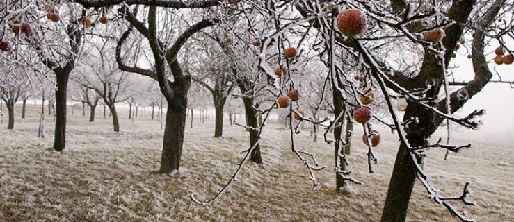 Grudzień w sadzie, ogrodzie i warzywniku: Jakie prace wykonać? - Zdjęcie główne