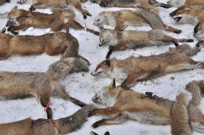 Powiatowe polowanie na lisy - Zdjęcie główne