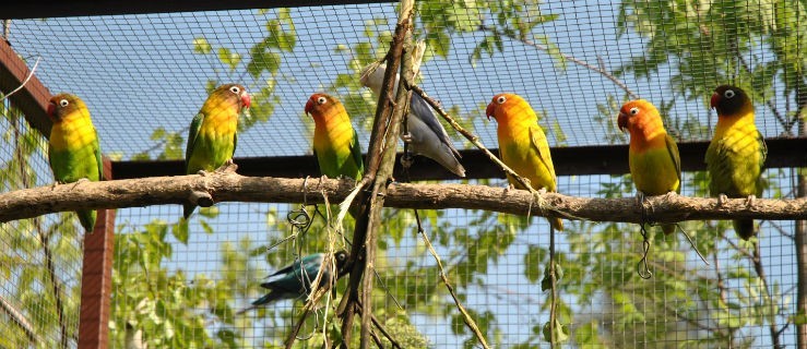 Ptaki egzotyczne – hobby, które zyskuje zwolenników  - Zdjęcie główne