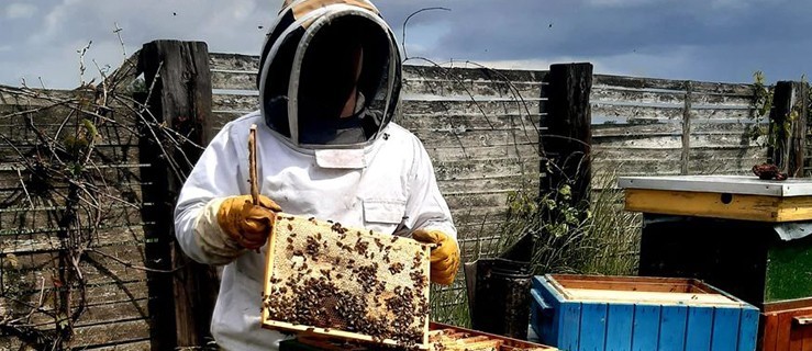 Od lat opiekują się pszczelimi rodzinami  - Zdjęcie główne