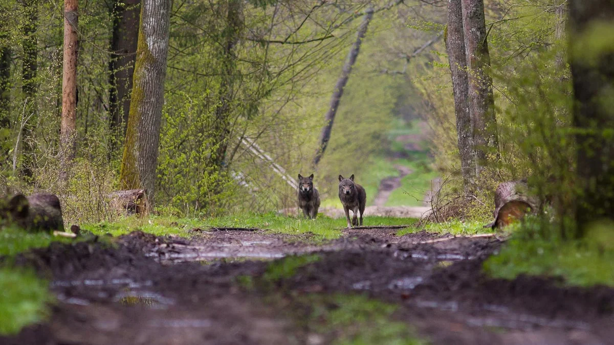 Czy trzeba bać się wilków w powiecie gostyńskim?  - Zdjęcie główne