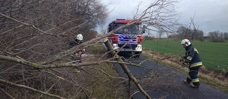 Drzewo przewróciło się na drogę. Odblokowali ją strażacy - Zdjęcie główne