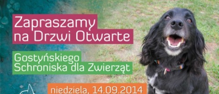 Gostyń. Drzwi Otwarte w schronisku - Zdjęcie główne