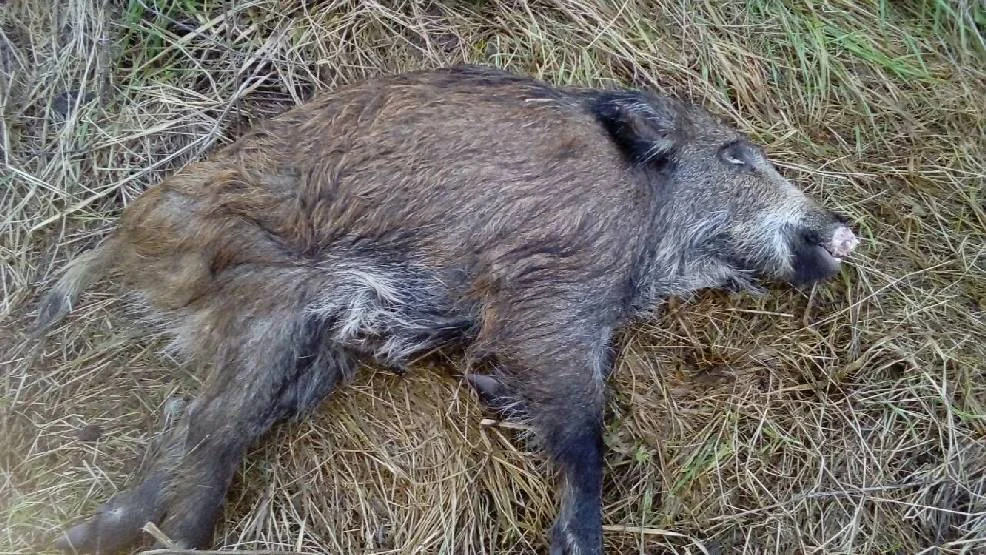 Zarażone ASF dziki znaleziono w różnych miejscach na terenie gminy Poniec - Zdjęcie główne
