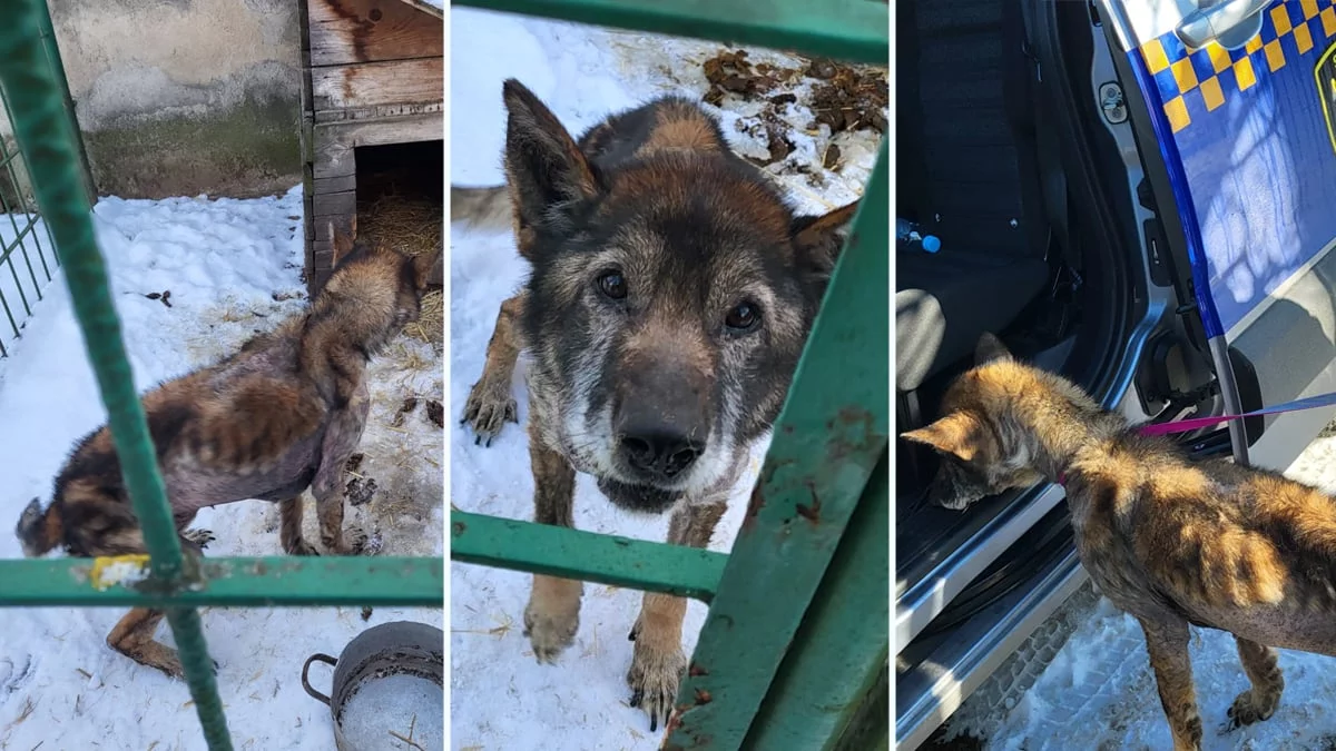 Wychudzony pies w śmierdzącym kojcu. Pomoc Straży Miejskiej w Gostyniu w ostatniej chwili. Lekarz weterynarii sprawę kieruje do prokuratury - Zdjęcie główne