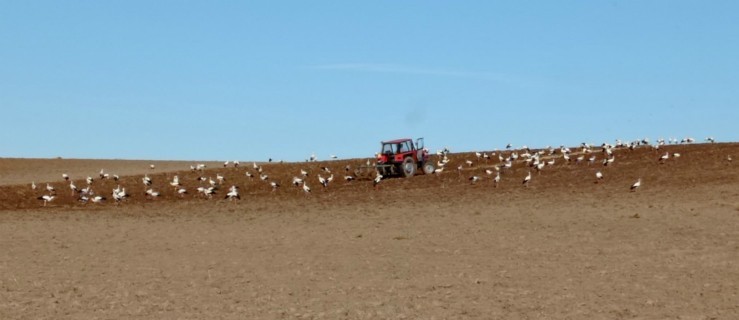 Setki bocianów, a pośród nich samotny traktorzysta - Zdjęcie główne