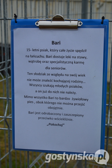 Każdy z psiaków ma swoją historię, aby jego potencjalnemu przyszłemu właścicielowi łatwiej było poznać adoptowane zwierzę