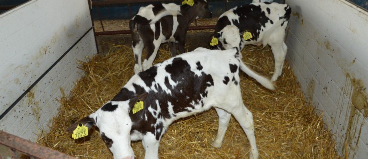 Chcą redukować produkcję mleka. Oczekują wsparcia - Zdjęcie główne