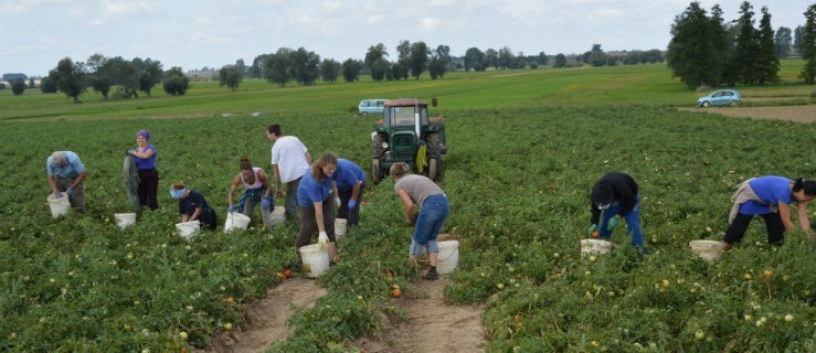 Rolnicy chcą dostarczać pomidory jak najdłużej - Zdjęcie główne