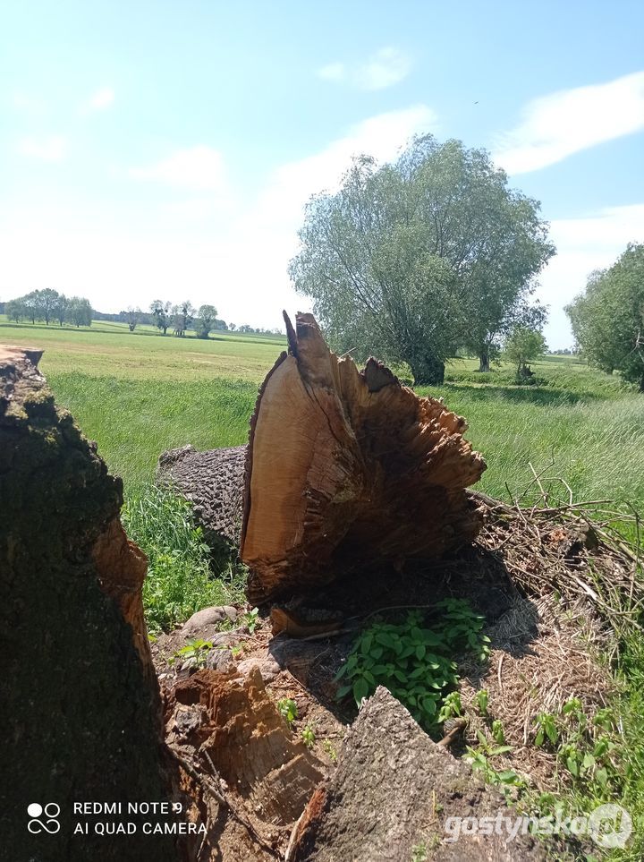 Zdjęcia ściętego dębu autorstwa p. Piotra