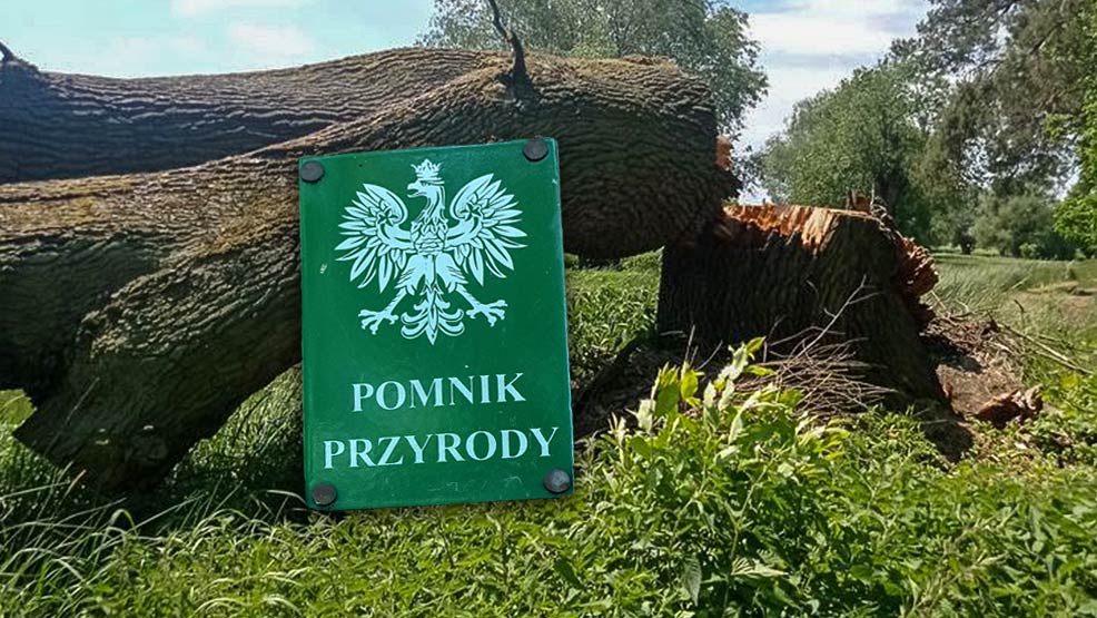 Dąb skazany na ścięcie. Czy w gminie Pępowo usunięto pomnik przyrody? - Zdjęcie główne