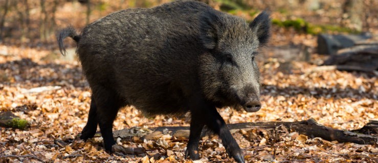 Leśnicy będą szacować szkody łowieckie? - Zdjęcie główne