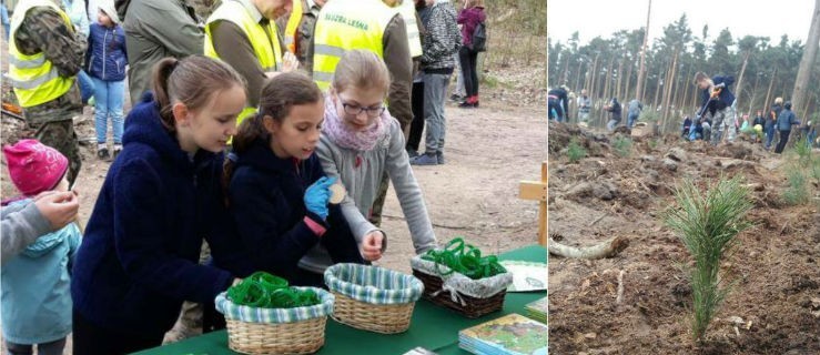 Załóż wygodne buty i przyjdź do lasu. Posadź własne drzewo!  - Zdjęcie główne