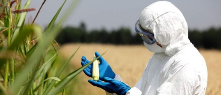 Trzeba będzie zarejestrować uprawy genetycznie modyfikowane (GMO) - Zdjęcie główne