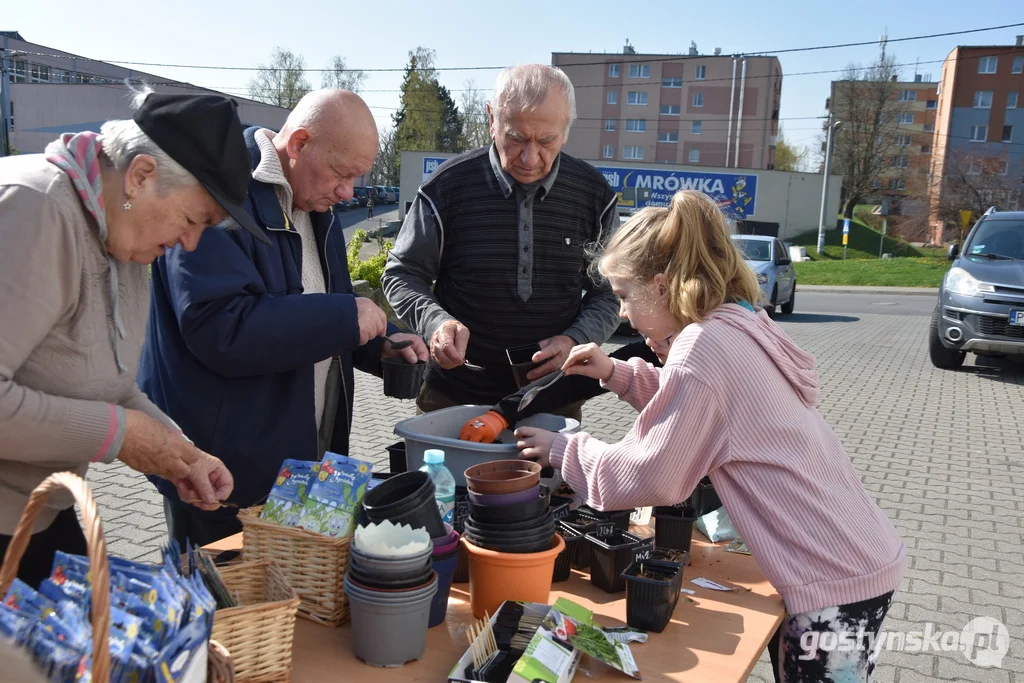 Gostyń. Seniorzy oraz dzieci z instruktorem odnawiały skwer  przed Hutnikiem w Gostyniu, sadząc krzewy i kwiaty