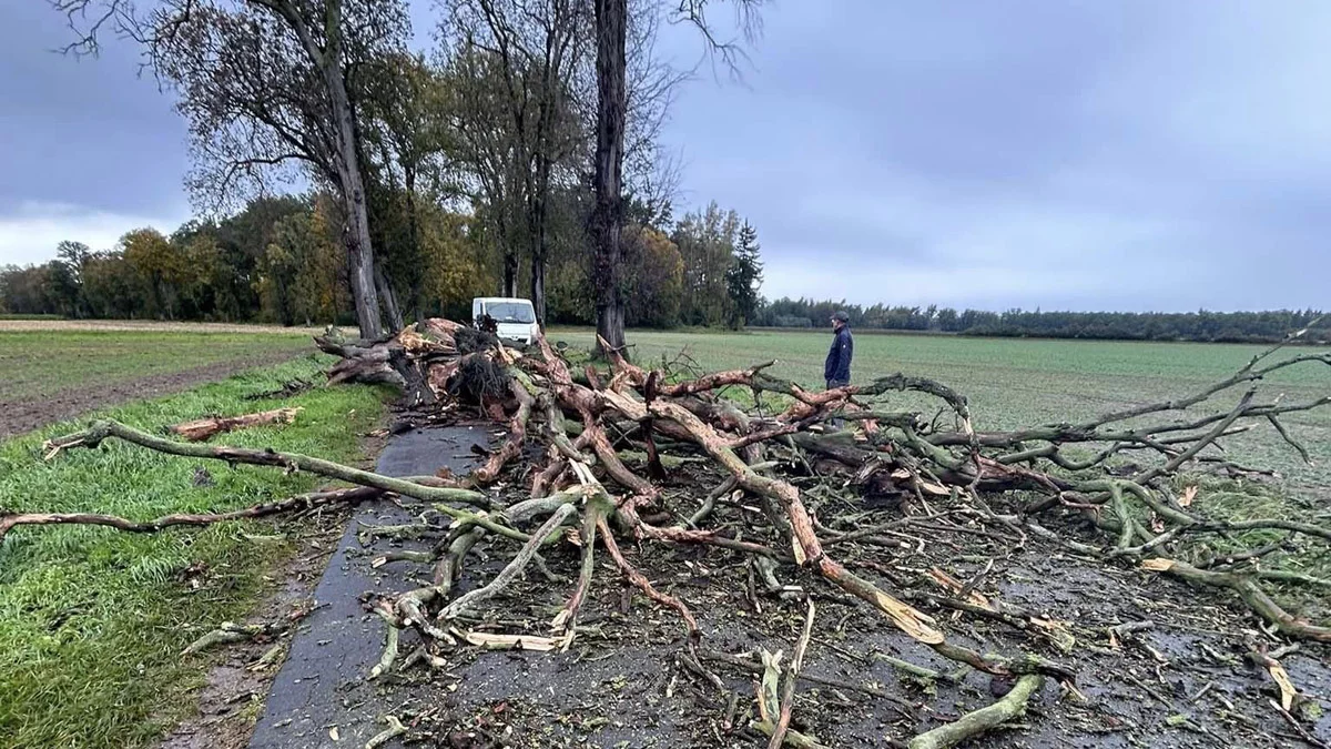 Zerwane linie energetyczne oraz wiatrołomy w powiecie gostyńskim. Silny wiatr ma ustąpić po północy - Zdjęcie główne