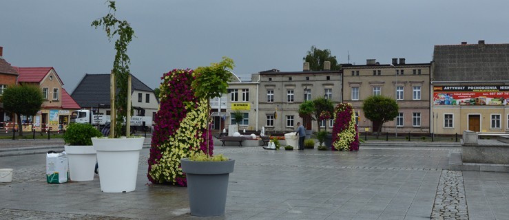 Posłuchali mieszkańców, zazieleniają rynek - Zdjęcie główne