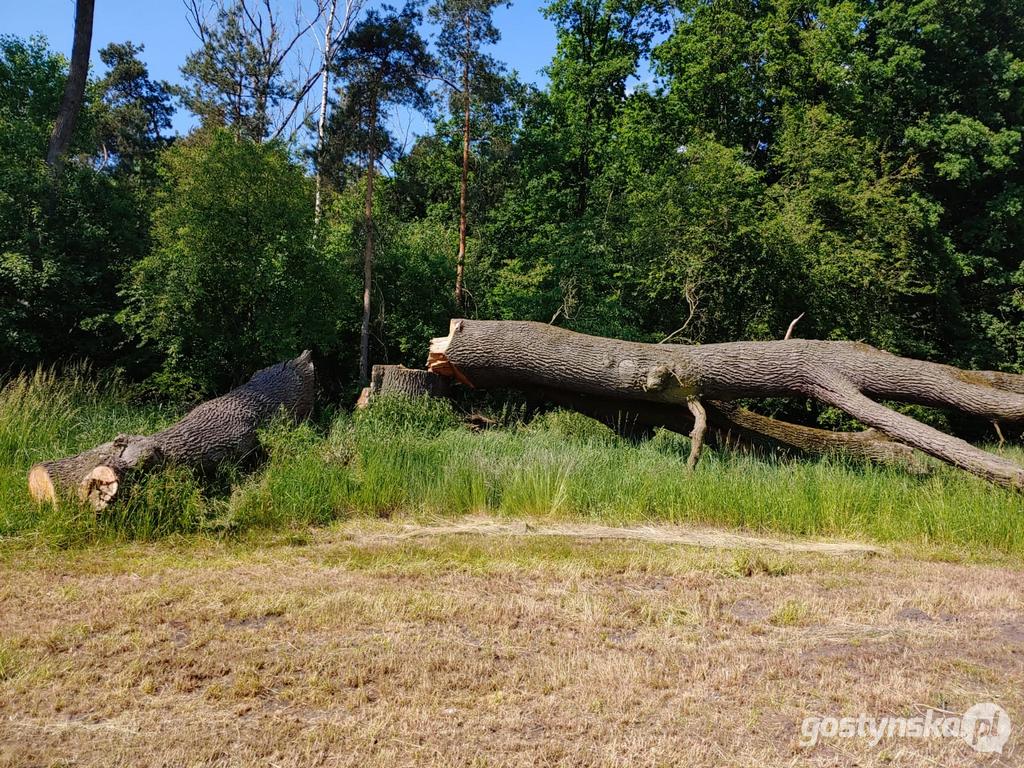 Zdjęcia ściętego dębu, który nie był pod ochroną