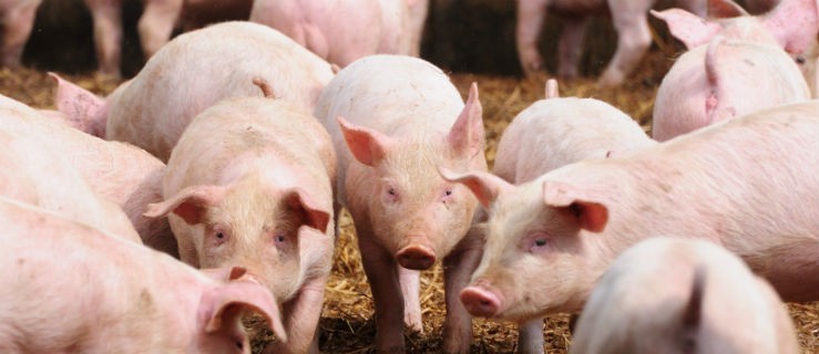 Niemcy rezygnują z hodowli świń! - Zdjęcie główne