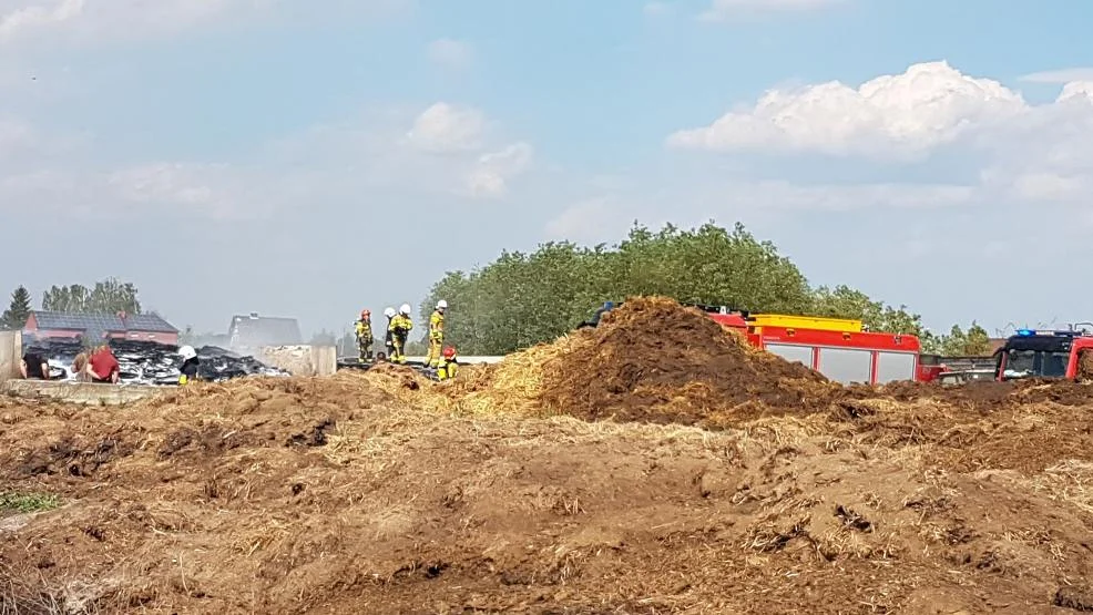 polecany artykuł