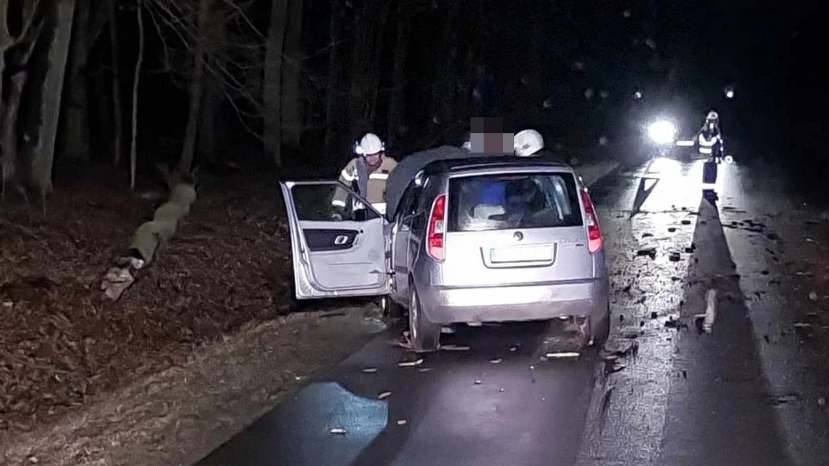 O włos od tragedii na trasie Siedlec-Pępowo. Drzewo runęło tuż przed samochodem - Zdjęcie główne