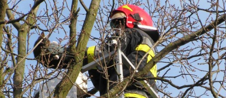 Jak strażacy kota ratowali - Zdjęcie główne