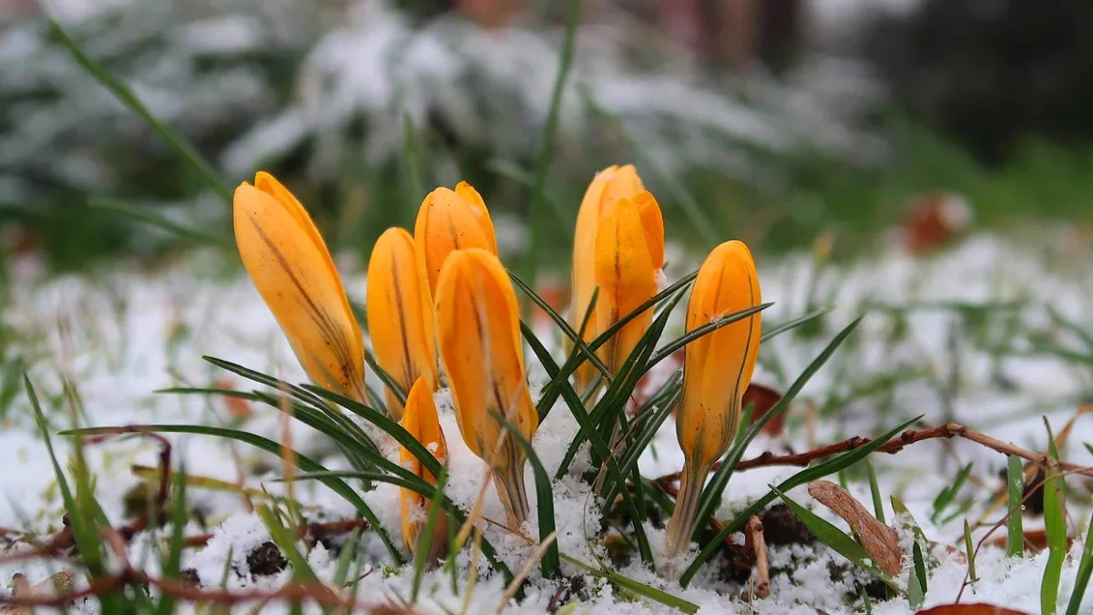 Alert IMGW. Zima jeszcze nie odpuszcza, dzisiejszej nocy przypomni o sobie