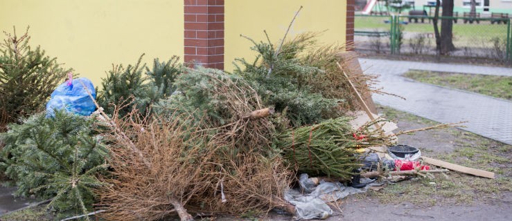 Poświąteczna zbiórka choinek - kiedy? - Zdjęcie główne