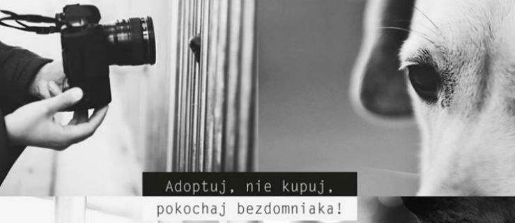  "Adoptuj, nie kupuj, pokochaj bezdomniaka!" - Zdjęcie główne