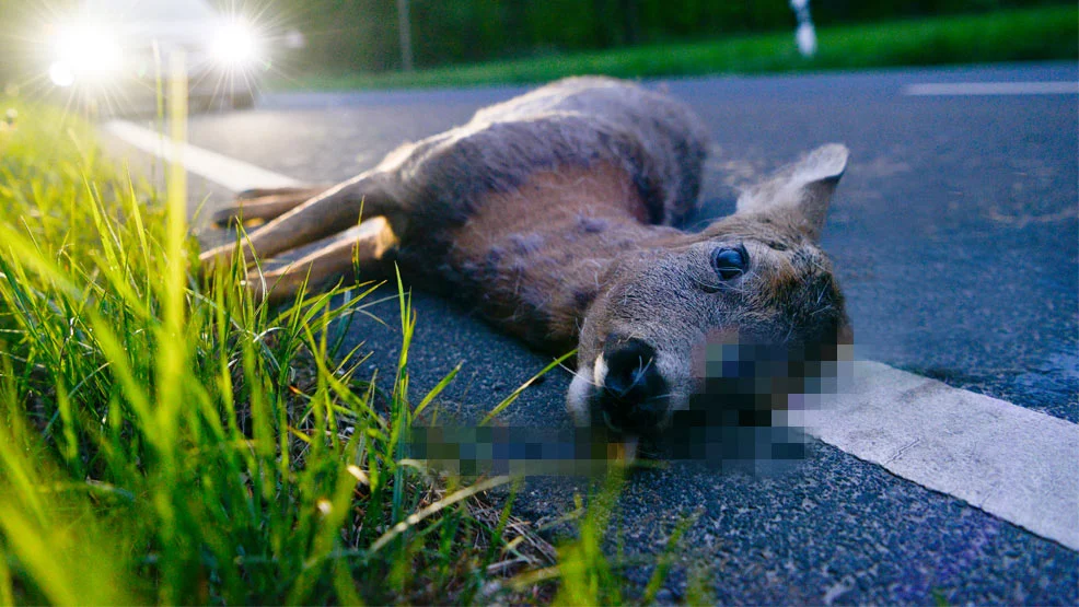 Kolizja na drodze Gostyń - Bielawy Pogorzelskie. Wezwano weterynarza - Zdjęcie główne