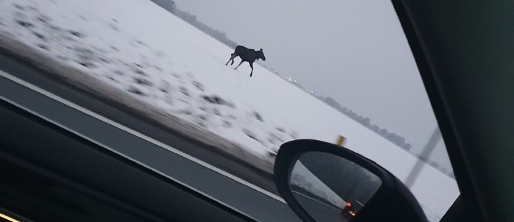 Zdezorientowany przebiegał przez jezdnię - Zdjęcie główne