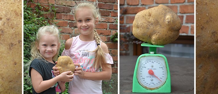 Rekordowego ziemniaka znalazła 8-latka - Zdjęcie główne