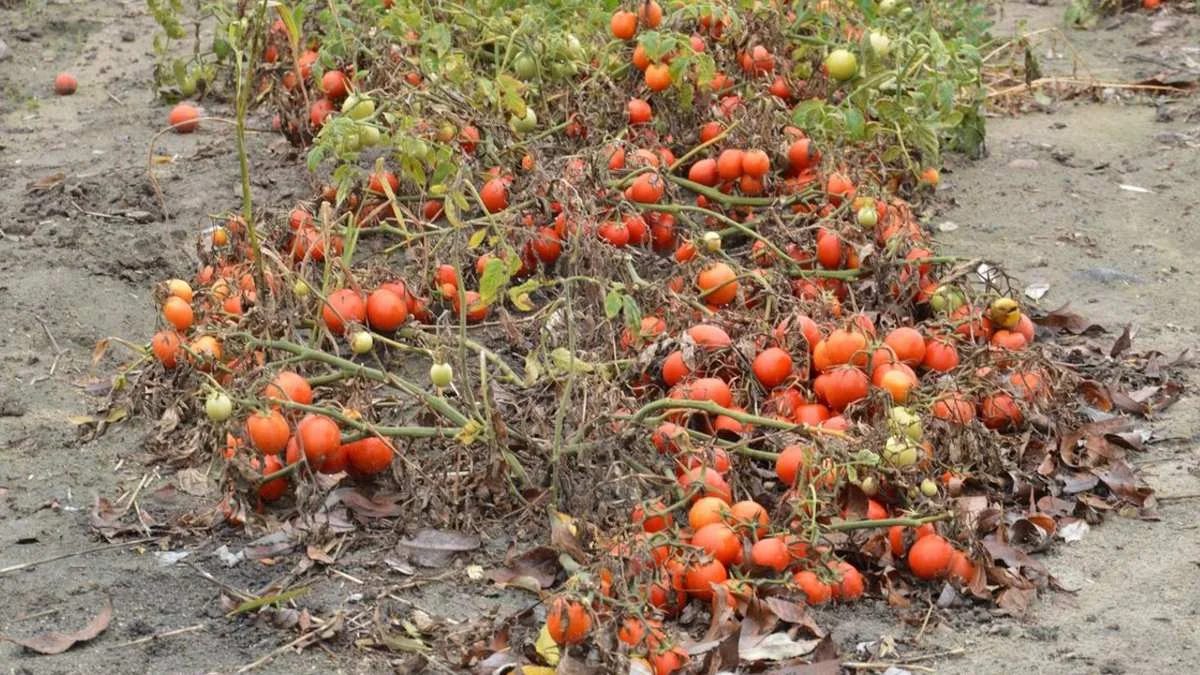 Kampania pomidorowa w powiecie gostyńskim 2022. Susza i brak opadów dały się rolnikom we znaki - Zdjęcie główne