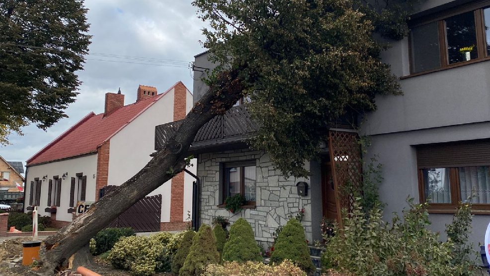 Silne wiatry w powiecie gostyńskim. Powalone drzewa, uszkodzone dachy i domy bez prądu - Zdjęcie główne
