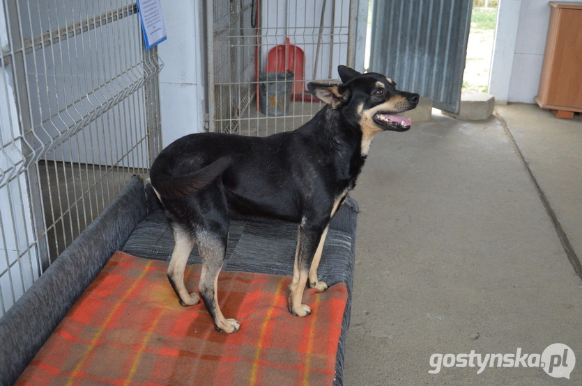 Kiedyś każdy dotyk, kontakt z człowiekiem sprawiał, że Kajtka paraliżował strach. Teraz, dzięki ciężkiej i wytrwałej pracy wolontariuszy to największy przytulak w przytulisku