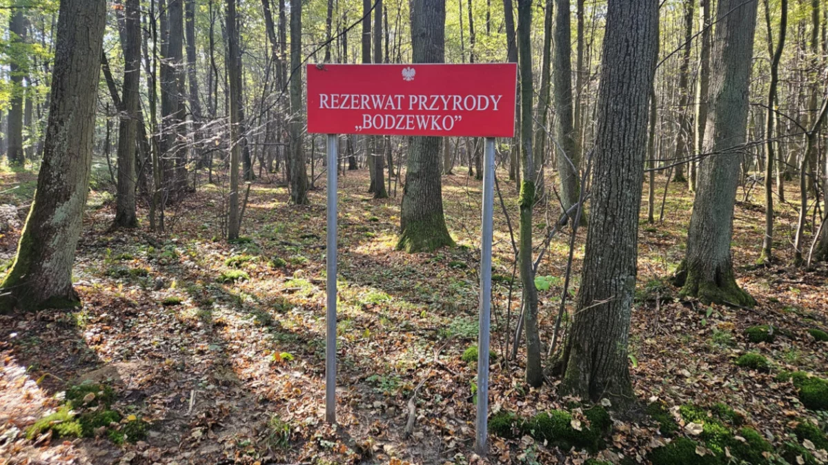 Powiększamy rezerwat "Bodzewko" - chronimy przyrodę dla przyszłych pokoleń - Zdjęcie główne