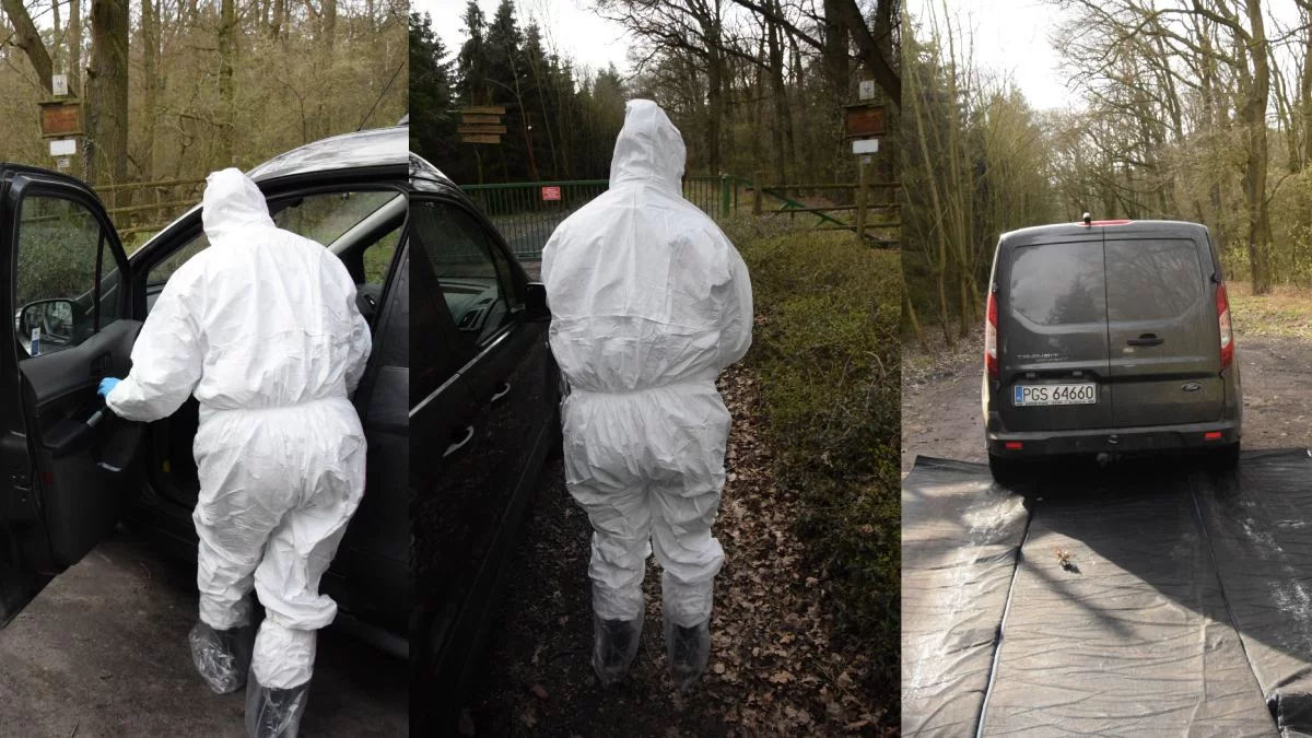 Służby weterynaryjne badają, jak wirus wnikł na fermę. Czekają na rozporządzenia wojewody o ograniczeniach dla dwóch powiatów