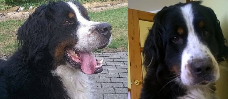 W Krobi zaginął 3,5-roczny pies - Zdjęcie główne
