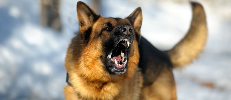 Spacerowała z psem, gdy zaatakował. Policjanci mieli więcej zgłoszeń  - Zdjęcie główne