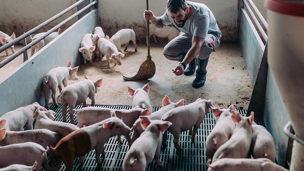 Rolnicy mogą starać się o refundację wydatków na bioasekurację  - Zdjęcie główne