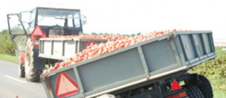 BMW w przyczepę z pomidorami (galeria) - Zdjęcie główne