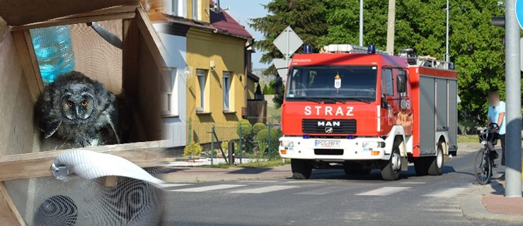 Strażacy uwolnili sowę. Ma złamaną nogę, ale znalazła dom - Zdjęcie główne