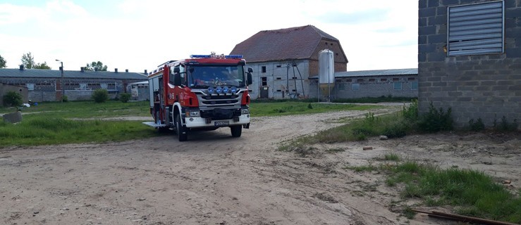 Wypadek w chlewni. Warchlaki wpadły do szamba. Na pomoc wezwano straż - Zdjęcie główne