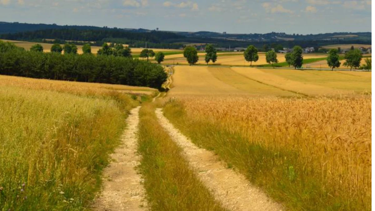 [WR] 150 tys. zł za hektar?! Rolnicy kupują ziemię dla swoich dzieci - Zdjęcie główne