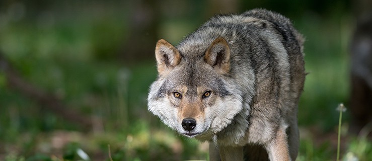 Wilki w naszych okolicach? Pojedyncze osobniki były już widziane - Zdjęcie główne