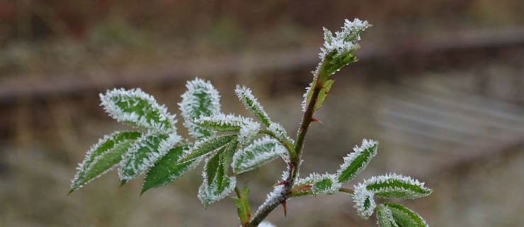 Meteorolodzy ostrzegają. Będą przymrozki - Zdjęcie główne