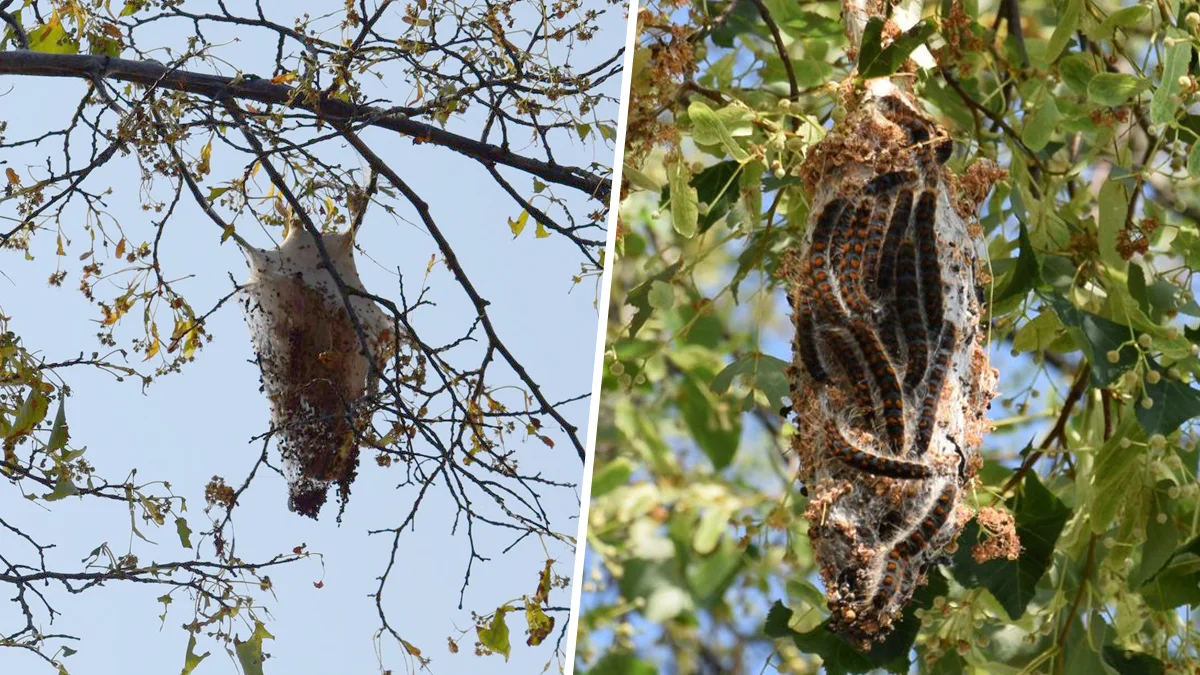 Jadowite pająki w Gostyniu? Tarantula to nie jest, ale należy unikać kontaktu... - Zdjęcie główne