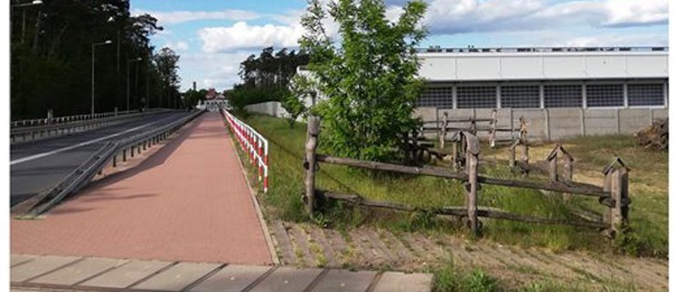 Bestialsko zabite i wrzucone do kosza. Sprawca poszukiwany przez policję - Zdjęcie główne